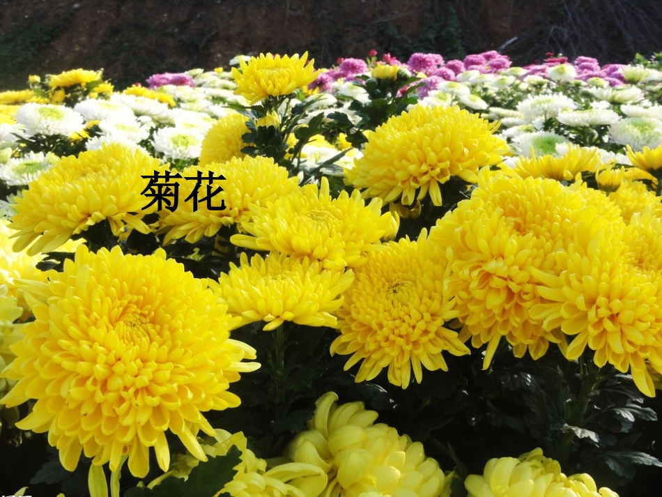 小学语文S版三年级下册百花园一习作课件_花的世界_第3页