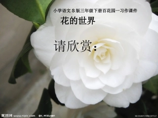 小学语文S版三年级下册百花园一习作课件_花的世界
