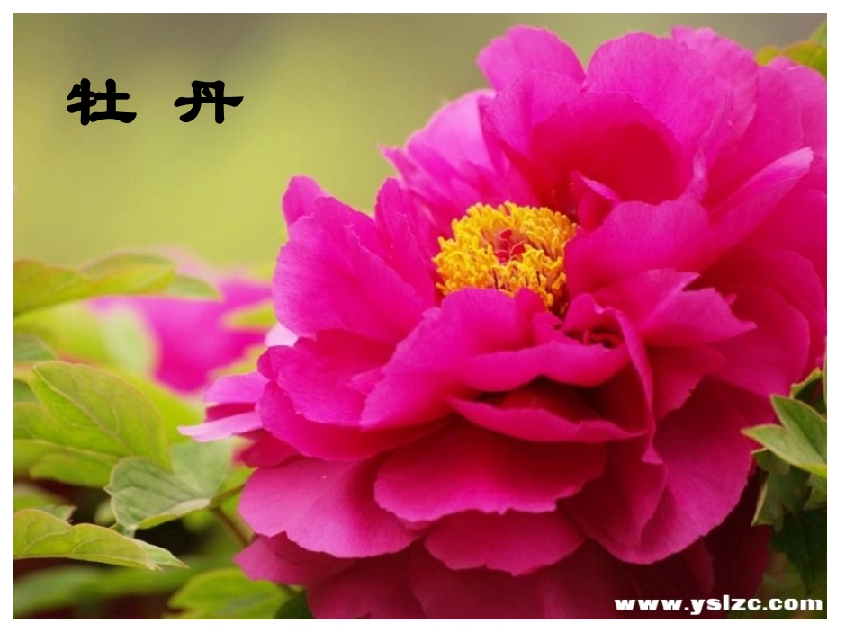 《种一片太阳花_》PPT课件_第2页