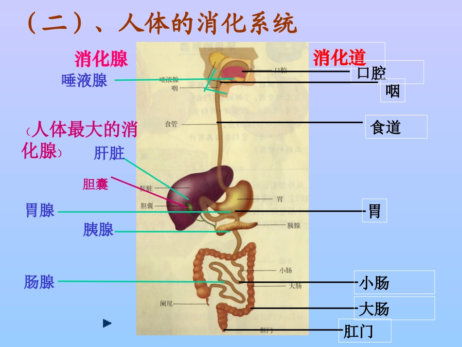 二、人体对食物的消化吸收_第3页