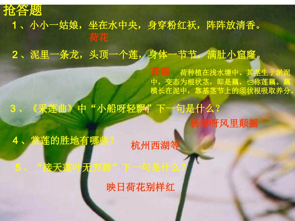 综合性学习《莲文化的魅力》课件_第1页