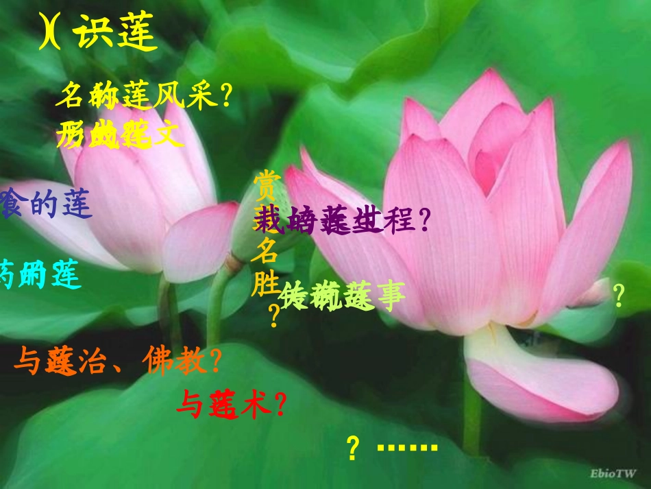 综合性学习《莲文化的魅力》课件_第3页