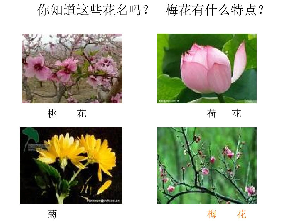 二年级梅花___第2页