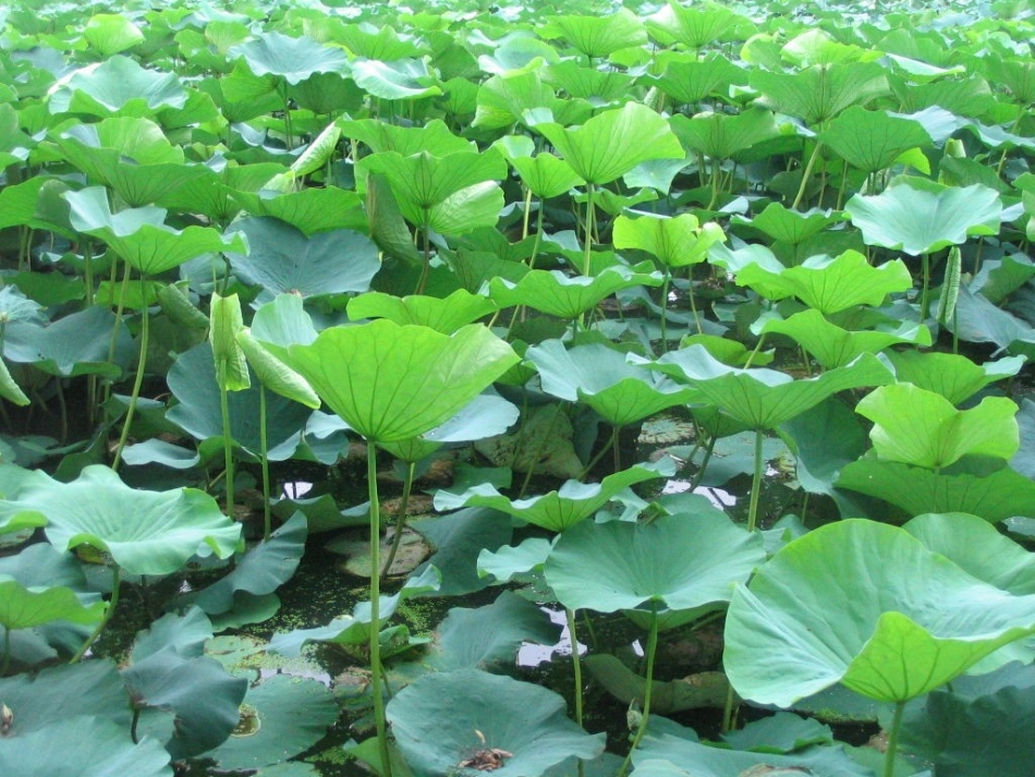 《莲叶青青》课件(语文S版四年级下册课件)_第3页