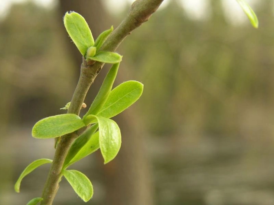 大自然的语言课件_第2页
