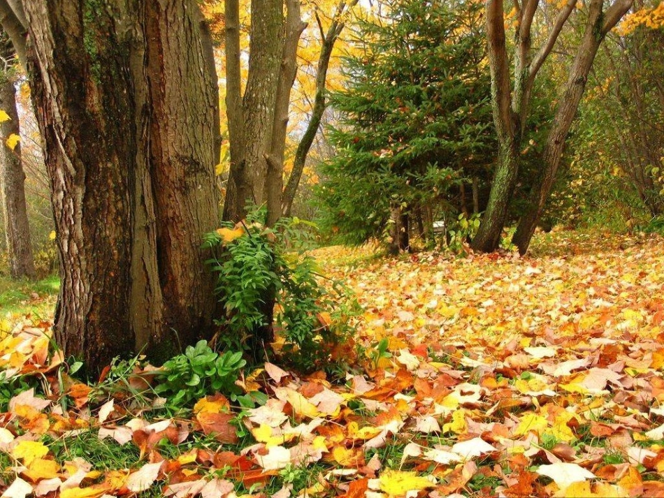 大自然的语言课件_第3页