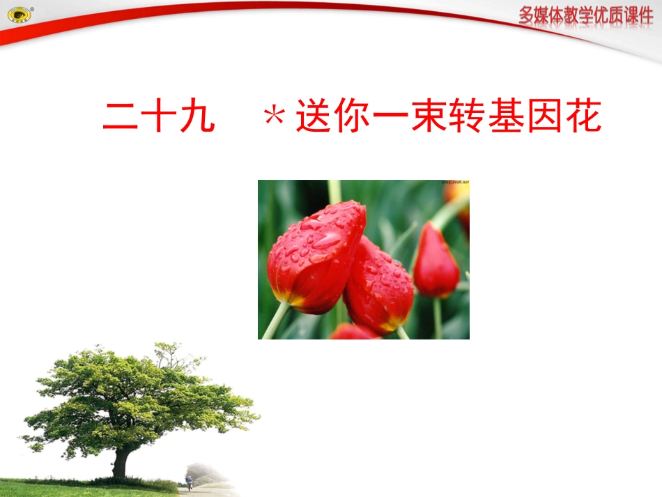 二十九﹡送你一束转基因花_第1页