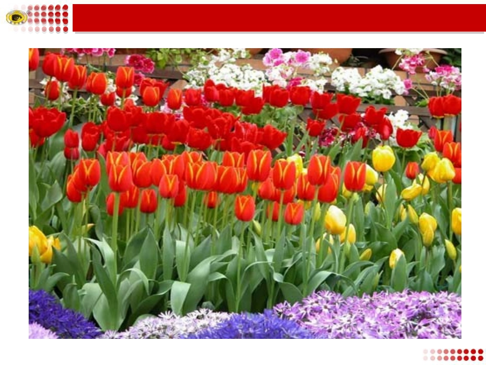 二十九﹡送你一束转基因花_第2页