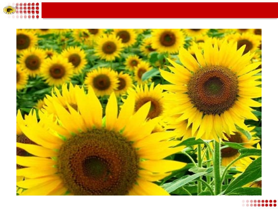 二十九﹡送你一束转基因花_第3页