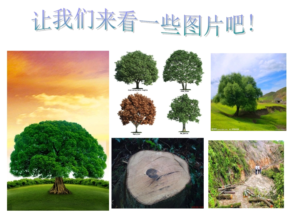 假如大树都倒下_第3页