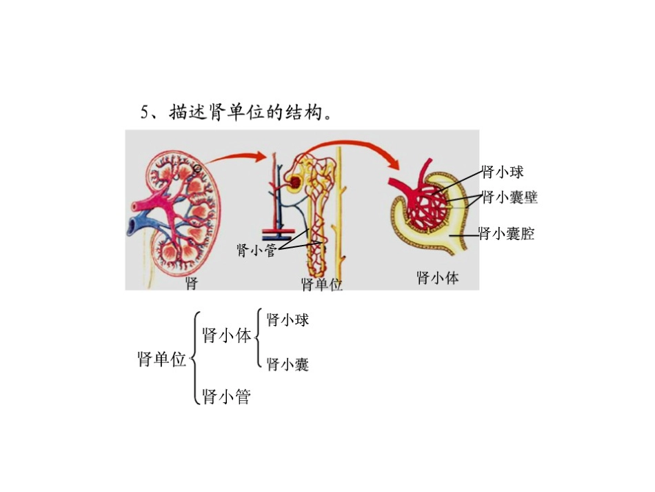 人体内物质的运输复习_第2页