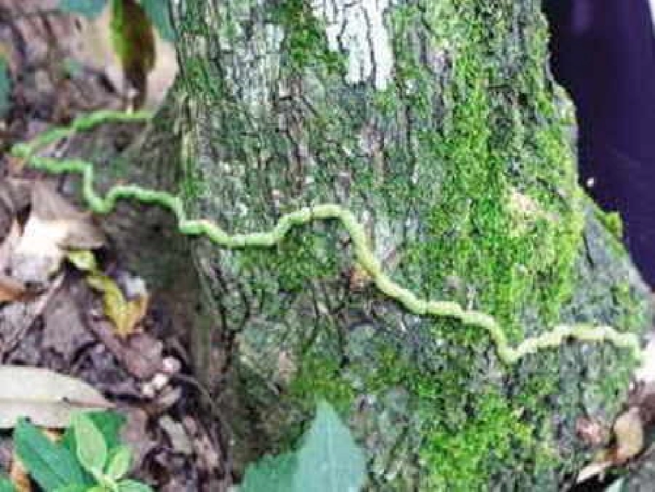 毛毛虫的故事_第2页