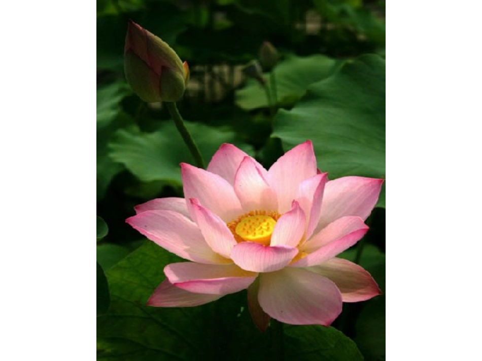 演示文稿第三课_第3页