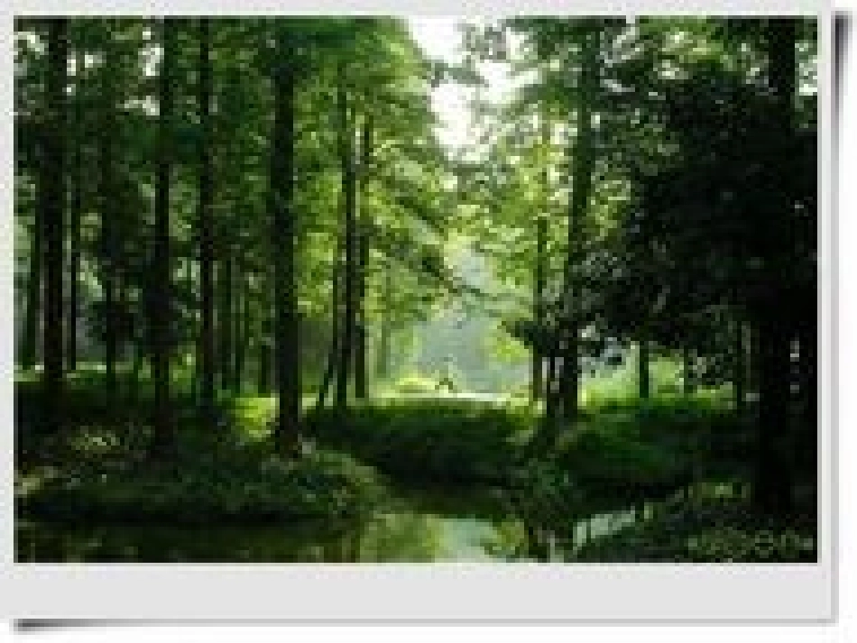 《小树死因调查报告》t_第1页