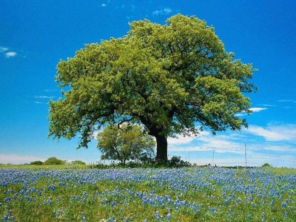 《小树死因调查报告》t_第2页