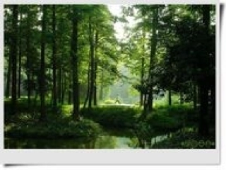 《小树死因调查报告》t