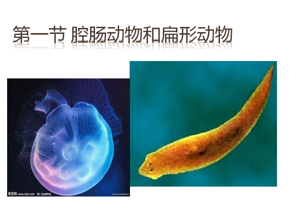 第一节腔肠动物和扁形动物_第1页