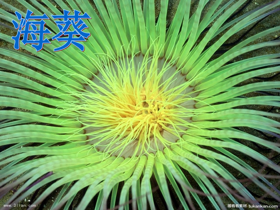 第一节腔肠动物和扁形动物_第3页