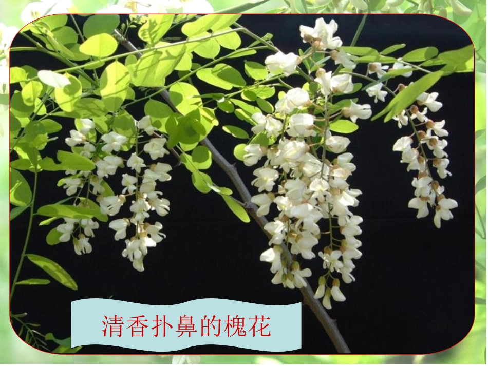S版三下一单元补充阅读赏析《槐乡五月》课件_第3页