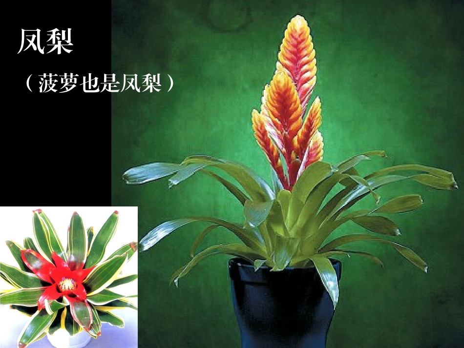 《花之咏》zgabg版_第2页