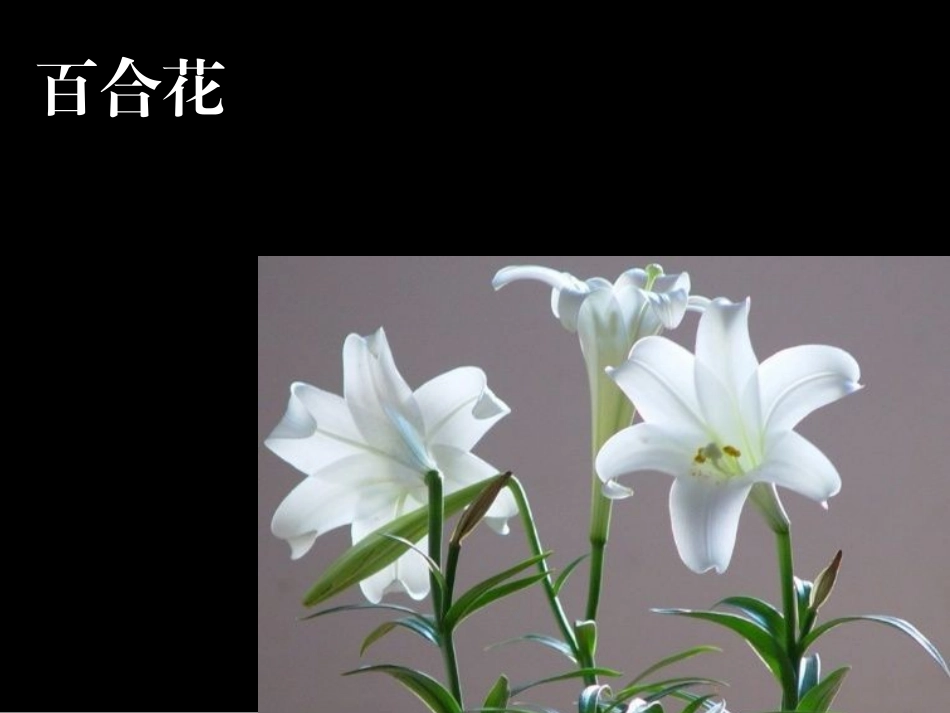 《花之咏》zgabg版_第3页