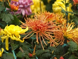 《花之咏》zgabg版