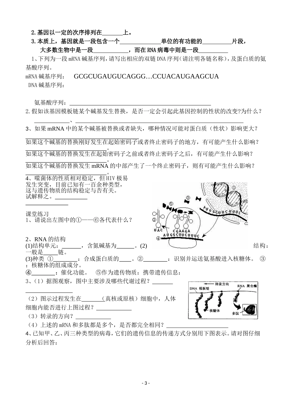 讲义遗传信息的表达_第3页