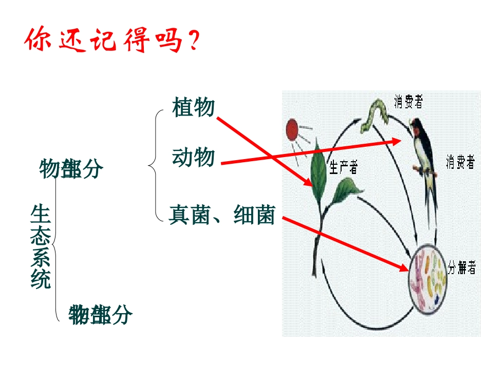 动物在自然界中的作用(课件)_第3页