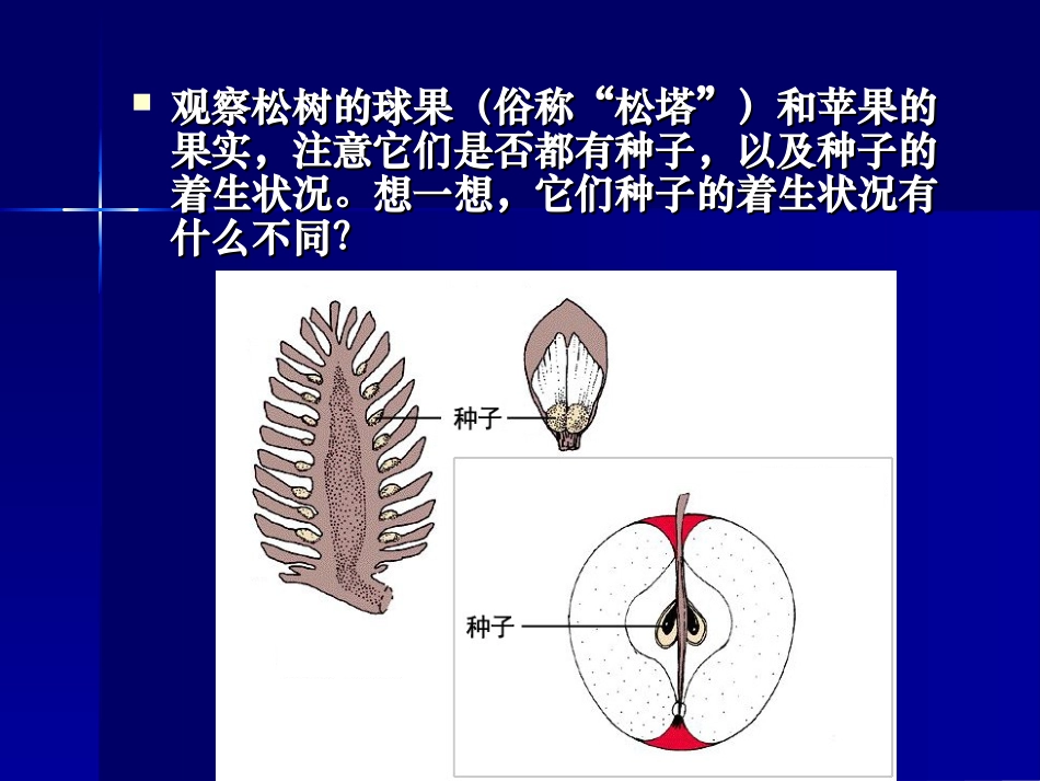 植物的主要类群第二课时_第2页