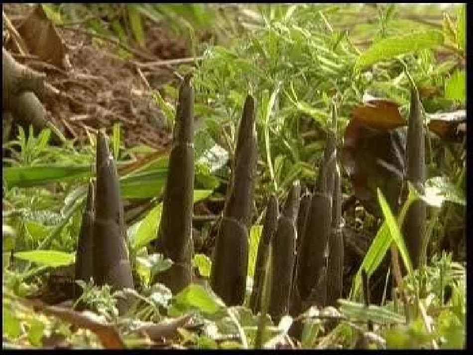 笋芽儿[免费课件]_第2页