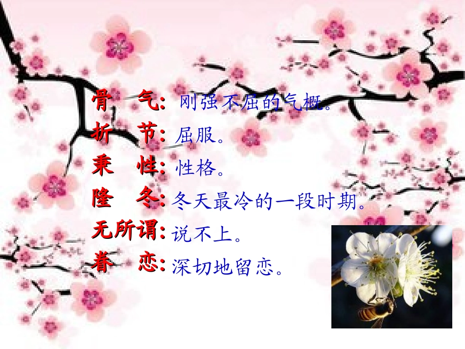 五年级上册《梅花魂》课件_第3页