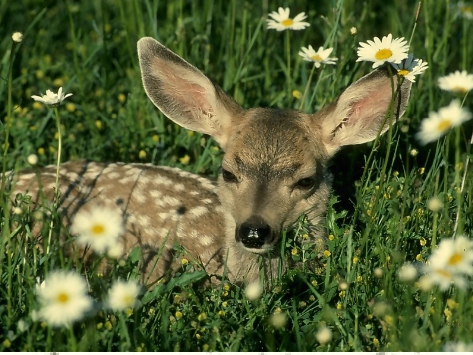 第二单元第一节感悟生命_第2页