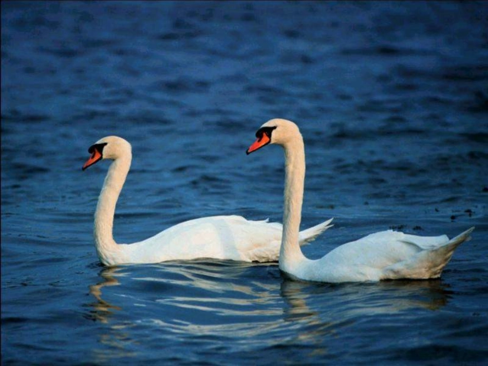 《天鹅的故事》课_第2页