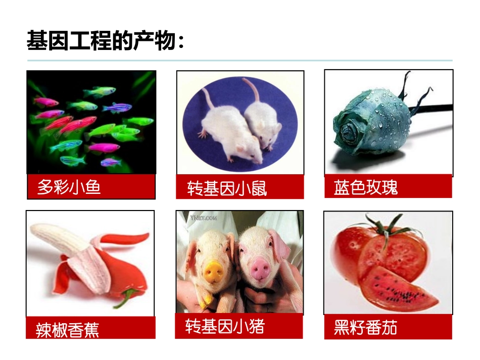 DNA重组技术的基本工具_第3页