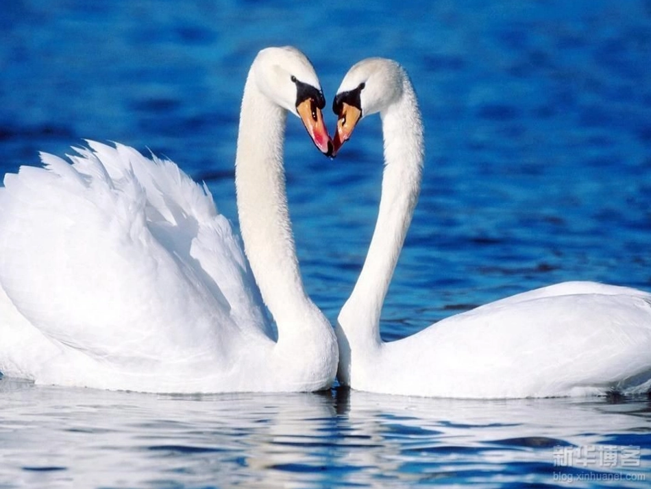 《湖滩上_有一对天鹅》课件_第2页