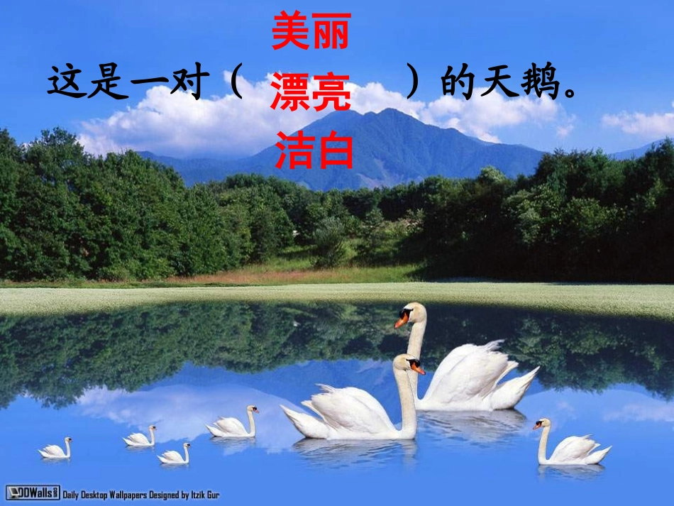 《湖滩上_有一对天鹅》课件_第3页