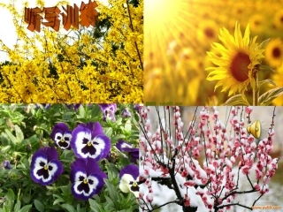 冯雪霞三年级《花钟》课件