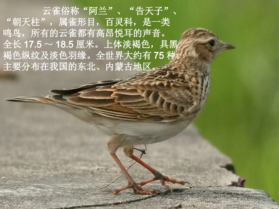 《云雀的心愿》PPT课件之一(苏教版四年级语文下册课件)_第2页