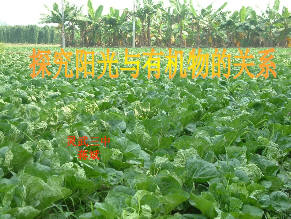 蒋斌植物光合作用_第1页