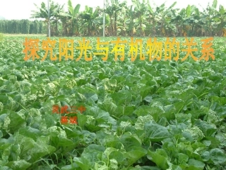 蒋斌植物光合作用