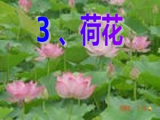 四年级语文《荷花》教案设计