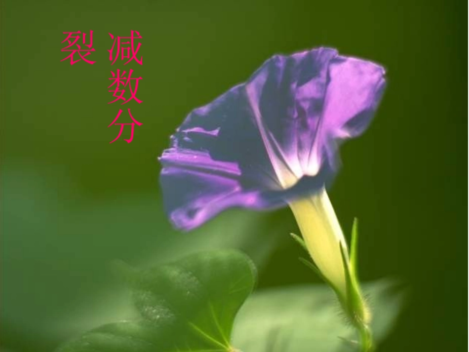 减数分裂课件高中生物教学课件PPT课件_第1页