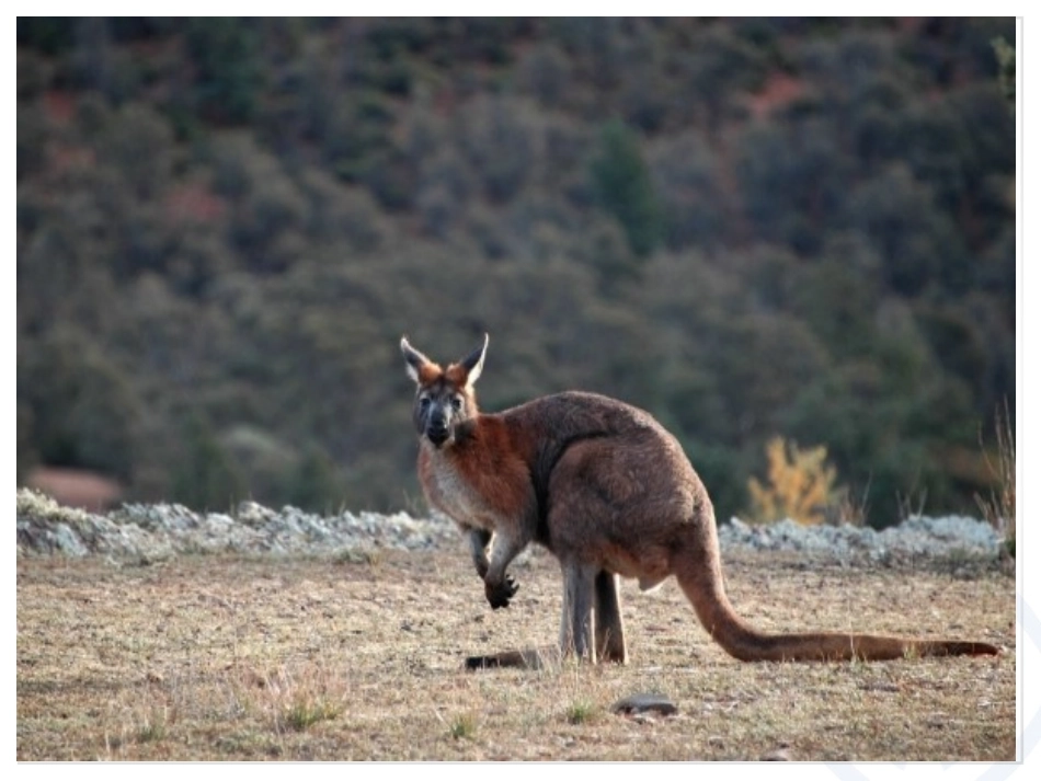 环球之旅——走进大洋洲_第3页