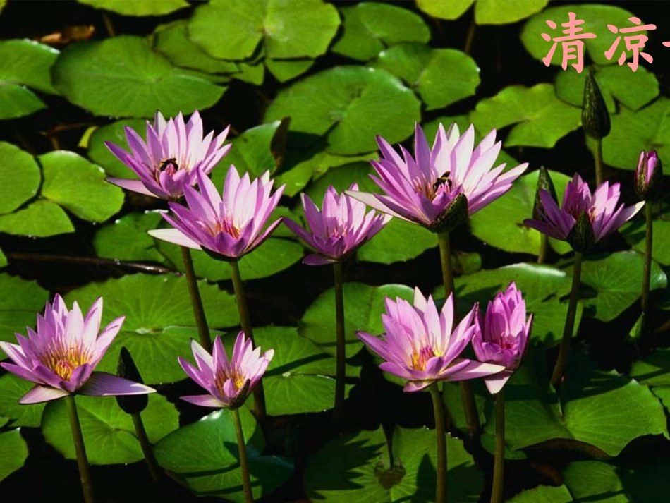 直线对称问题_第1页