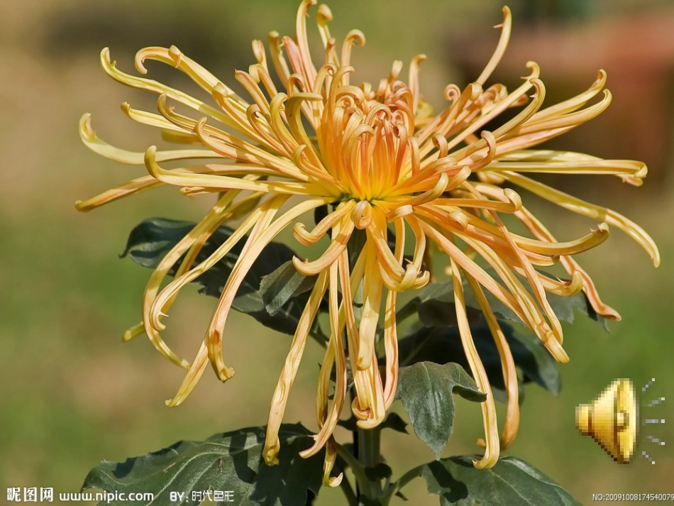 美术：棉签画菊花_第2页