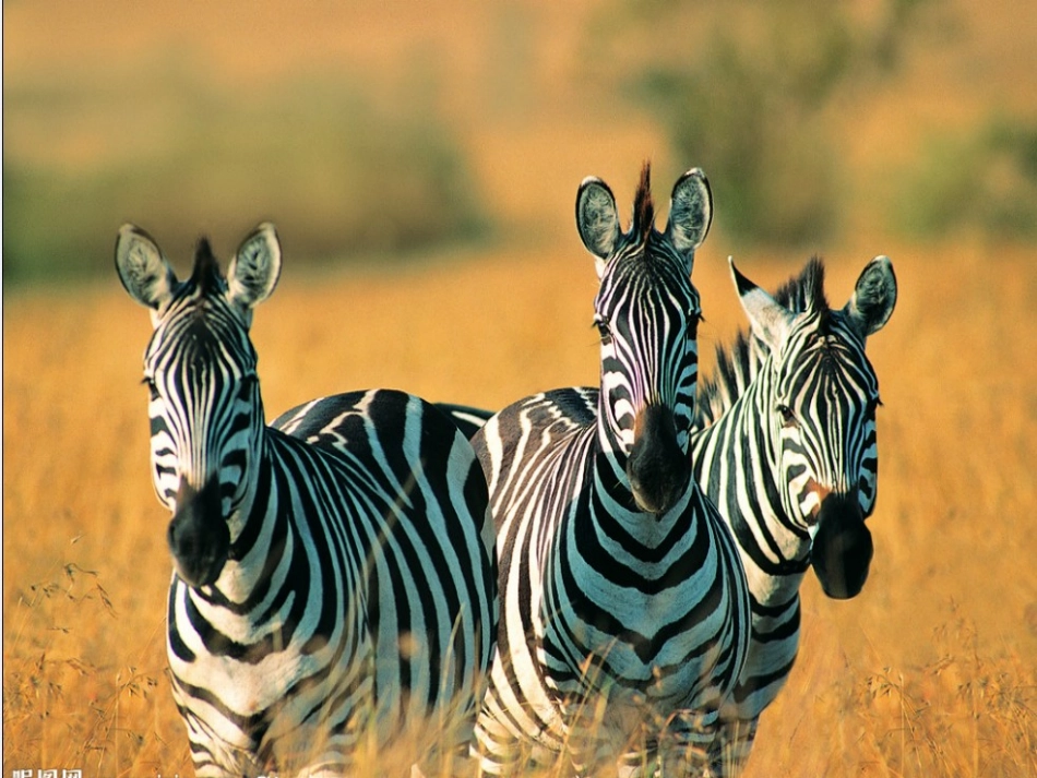 二年级美术《画中的线条》_第3页