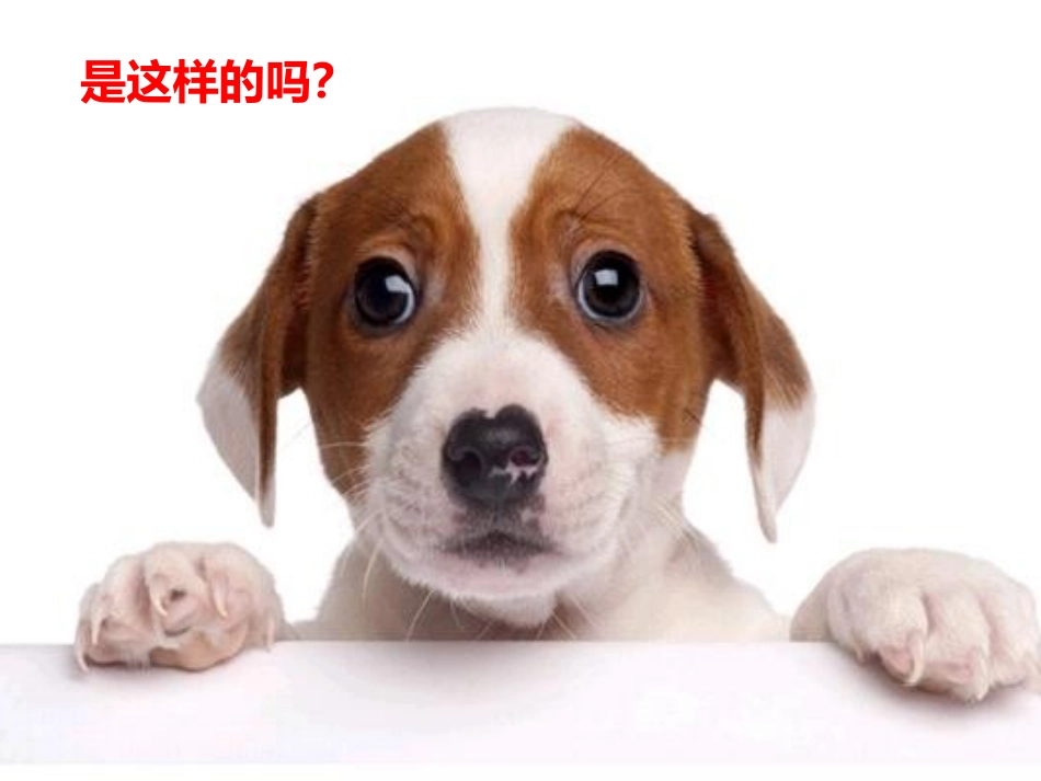安全与宠物接触_第2页