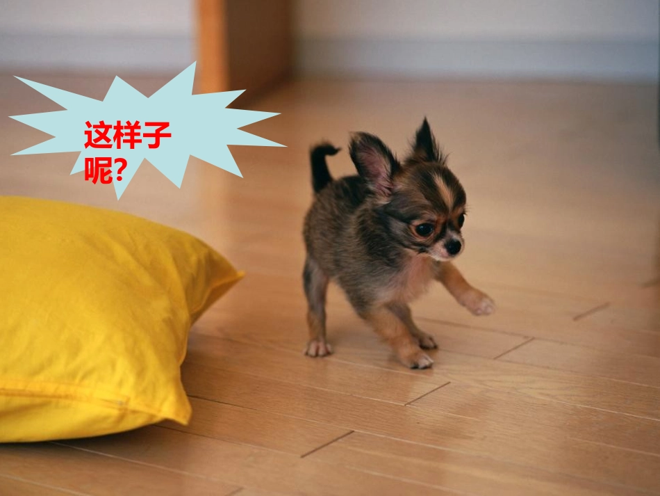 安全与宠物接触_第3页