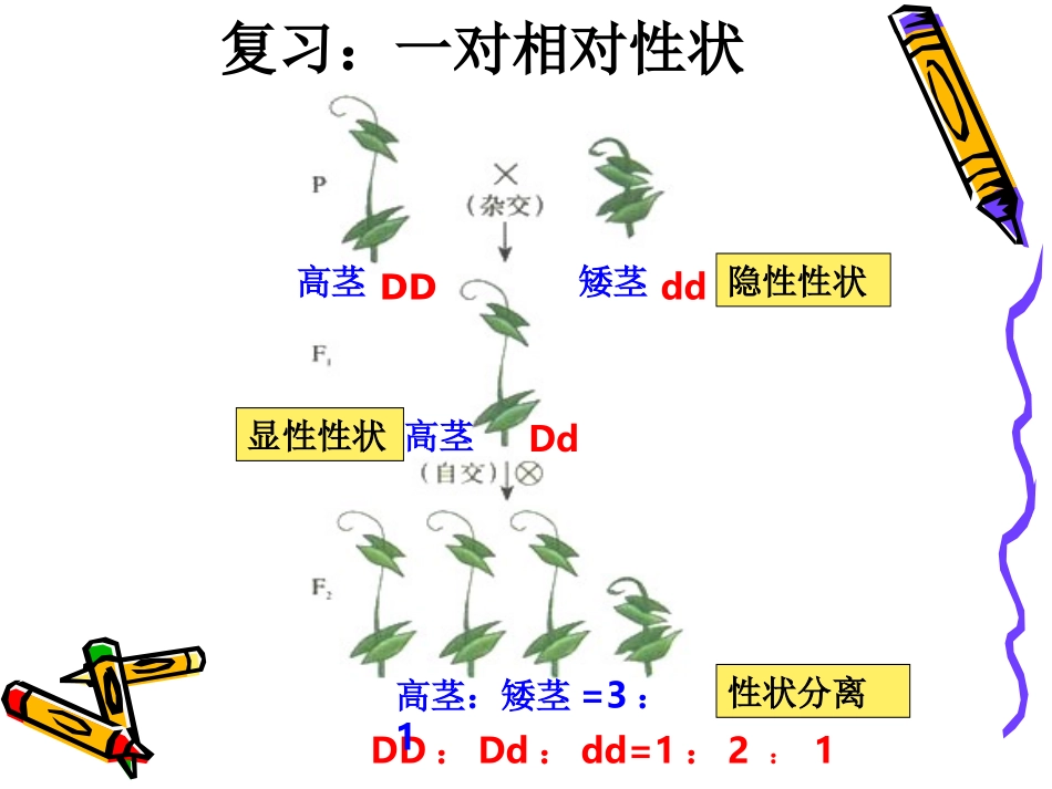 孟德尔的豌豆杂交实验（二）_第2页
