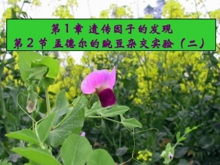 孟德尔的豌豆杂交实验（二）